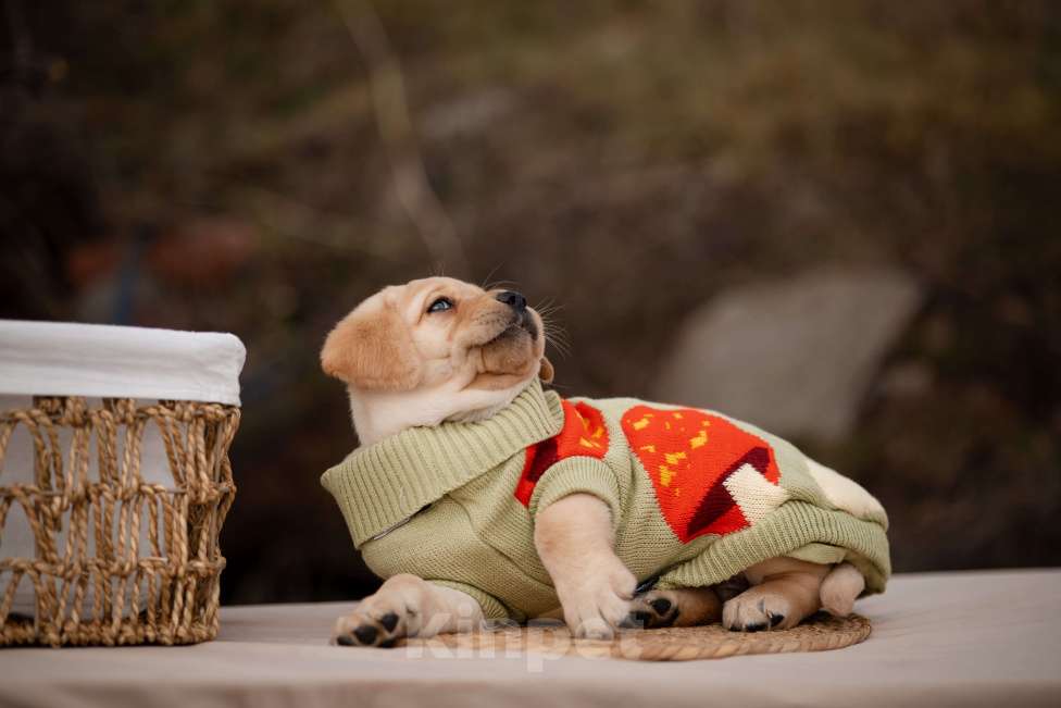 Собаки в Новороссийске: палевый парень Мальчик, Бесплатно - фото 3