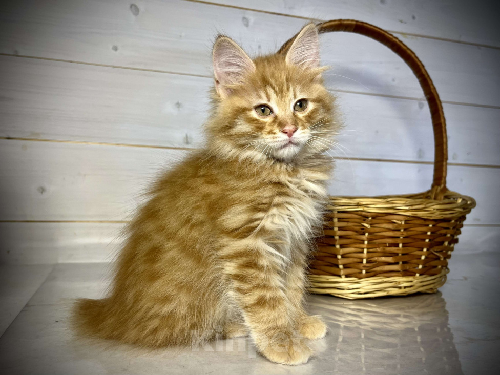 Кошки в других городах Московской области: Prize of Rufus Vallis Мальчик, 50 000 руб. - фото 3