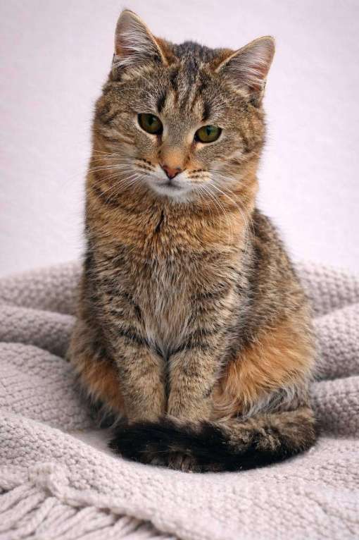 Кошки в Красногорске: Котенок Туман 7 месяцев ищет дом Мальчик, Бесплатно - фото 3