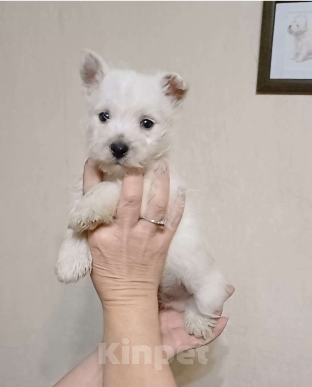 Собаки в Ростове-на-Дону: Щенок вест хайленд уайт терьера Мальчик, 80 000 руб. - фото 2