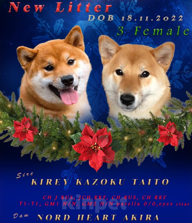 Собаки в Ореховом-Зуево: Сиба ину щенки три девочки  Девочка, 70 000 руб. - фото 7