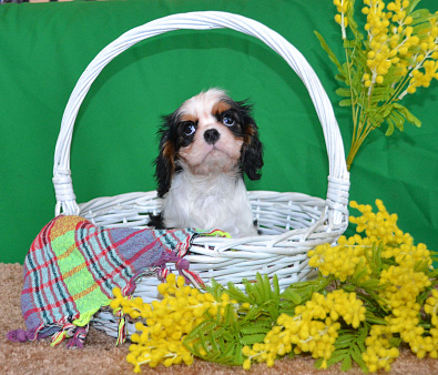 Настоящая Леди