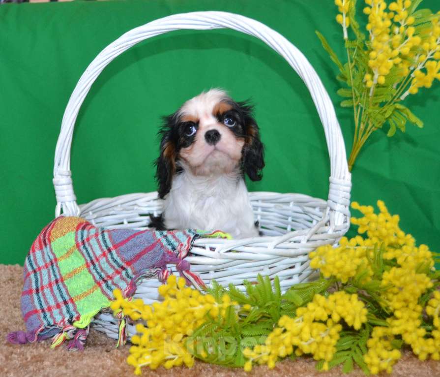 Собаки в Ореховом-Зуево: Настоящая Леди Девочка, Бесплатно - фото 1