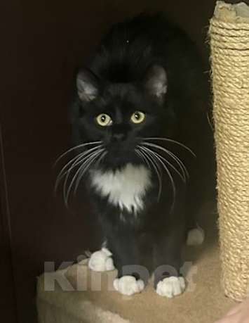 Кошки в Москве: Пушистый котик Вениамин Мальчик, Бесплатно - фото 2