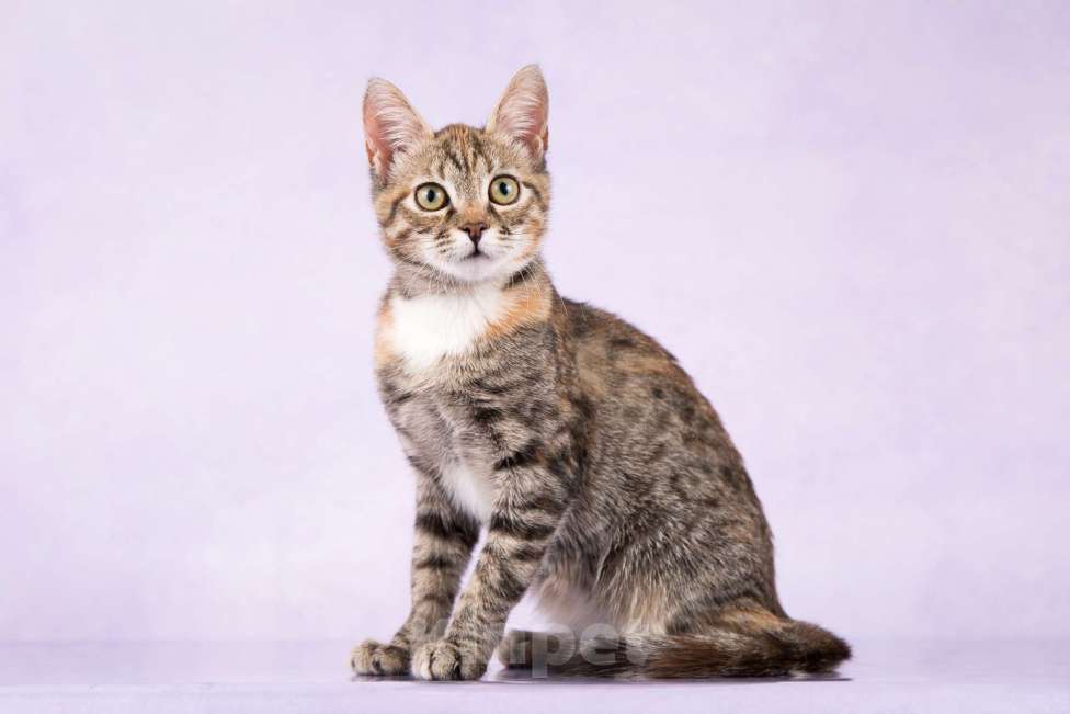 Кошки в Москве: Ириска ищет дом Девочка, 100 руб. - фото 2