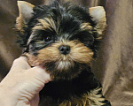 Собаки в Москве: Мальчик йорка  Мальчик, 60 000 руб. - фото 3