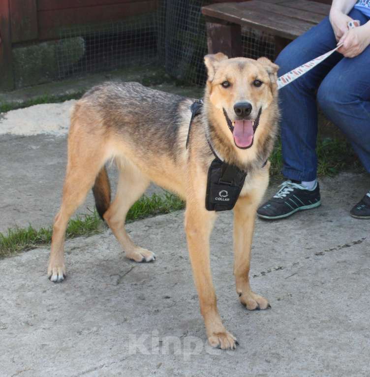 Собаки в Москве: Молоденькая ласкушечка Ариша ждет родную семью всю свою маленькую жизнь!  Девочка, Бесплатно - фото 2