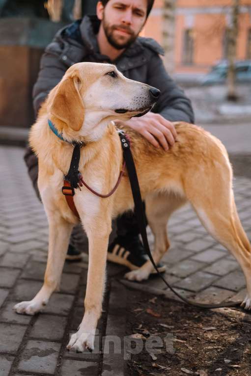 Собаки в Санкт-Петербурге: Рикки, гончая из приюта в добрые руки Девочка, Бесплатно - фото 5