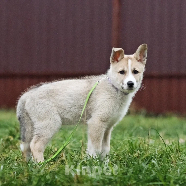 Собаки в Лосином-Петровском: Эдвин якутенок  Мальчик, Бесплатно - фото 5