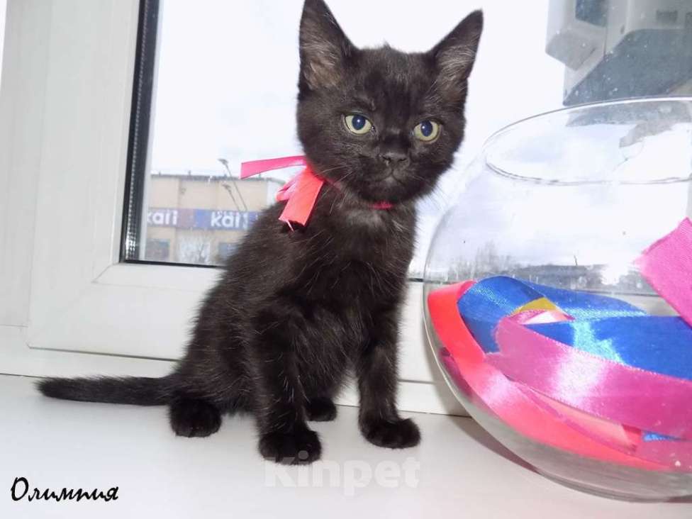 Кошки в Москве: Бомбейские котята Девочка, 15 000 руб. - фото 8