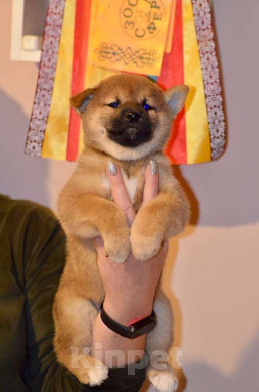 Собаки в Пензе: Сиба ину щенки от проверенных производителей Мальчик, Бесплатно - фото 5