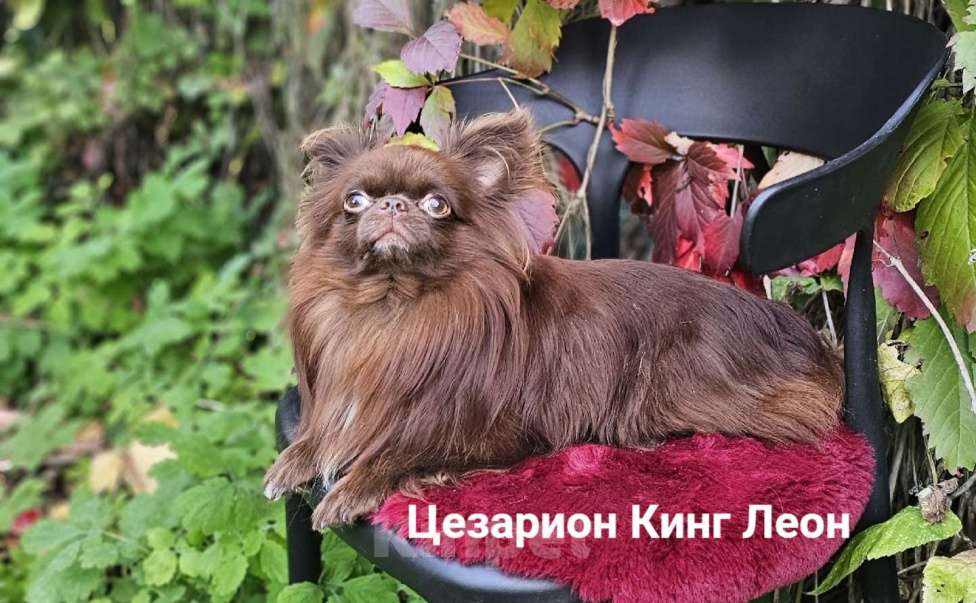 Собаки в Санкт-Петербурге: Длинношерстная девочка чихуахуа Анфиса Девочка, 100 000 руб. - фото 4