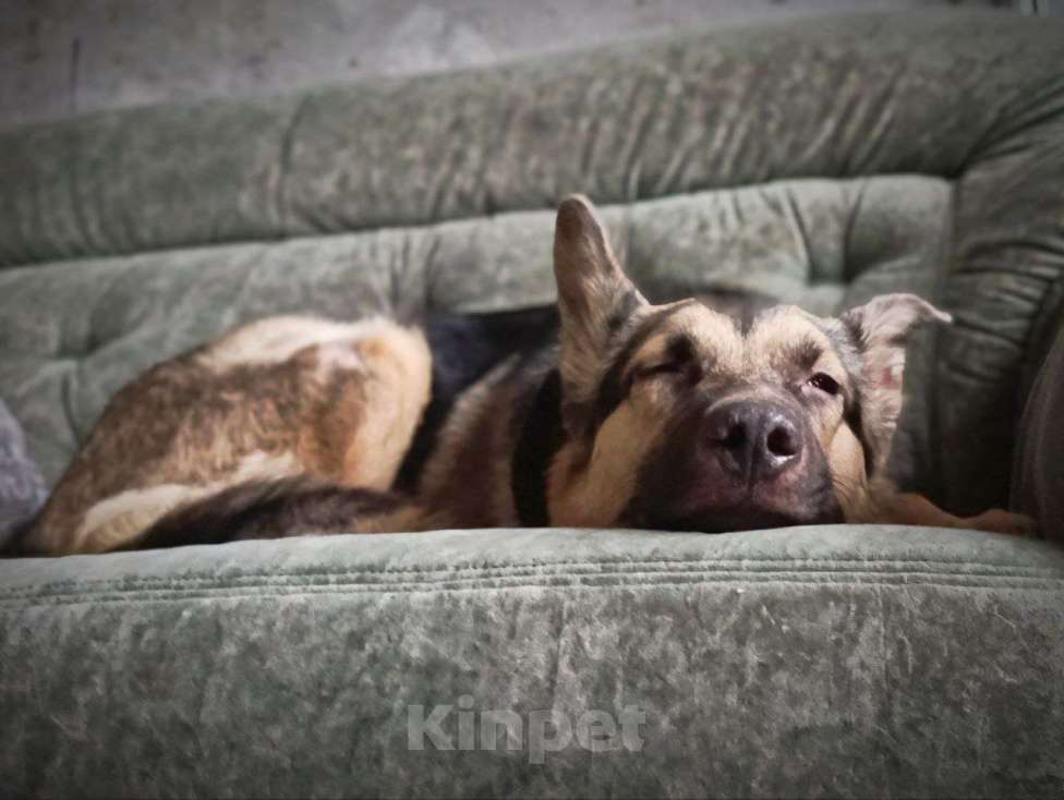 Собаки в Москве: Рокси очень нужен дом Девочка, Бесплатно - фото 10