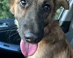 Собаки в Липецке: Пёс 🐕  Мальчик, Бесплатно - фото 3