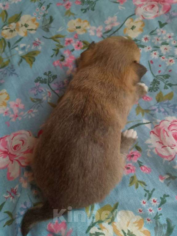 Собаки в Саранске: Малыш Чихуахуа Мальчик, 15 000 руб. - фото 2