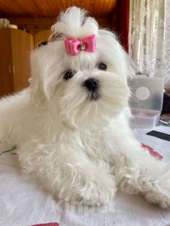 Собаки в Москве: Подрощенная девочка Мальтийской болонки 6 месяцев  Девочка, 150 000 руб. - фото 7
