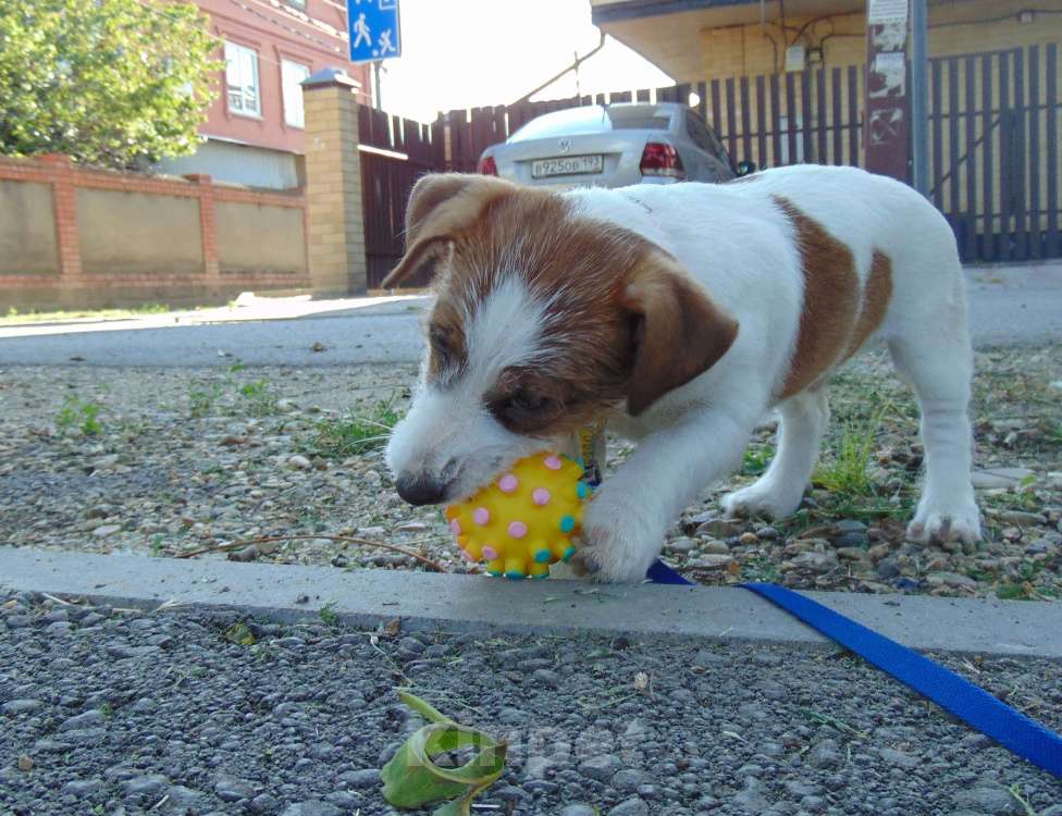 Собаки в Москве: Высокопородный щенок Джек Рассел терьера гладкошерстный Мальчик, Бесплатно - фото 4