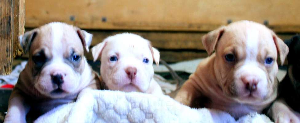 Собаки в Кирове: Мальчики и девочки американский булли Разнополые, 70 000 руб. - фото 7