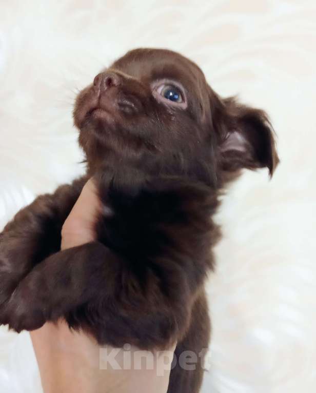 Собаки в Самаре: Чихуахуа шоколадные щенки Мальчик, 45 000 руб. - фото 8