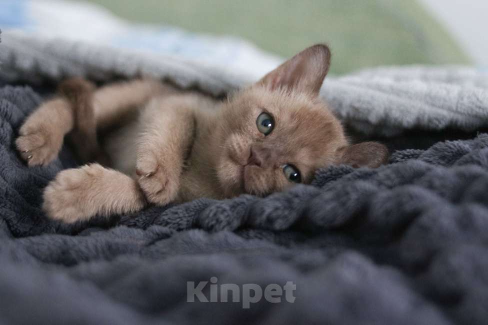 Кошки в Нижнем Новгороде: Европейская бурма, кошечка, шоколадный окрас Девочка, 46 000 руб. - фото 5