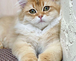 Кошки в Москве: Британские котята  Девочка, 60 000 руб. - фото 1