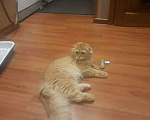 Кошки в Лыткарино: Вязка, 1 000 руб. - фото 7