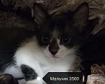 Кошки в Ардоне: Котята сфинкса, 5 000 руб. - фото 3