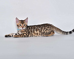 Кошки в Нижнем Новгороде: Продажа котят бенгальской породы, 45 000 руб. - фото 5