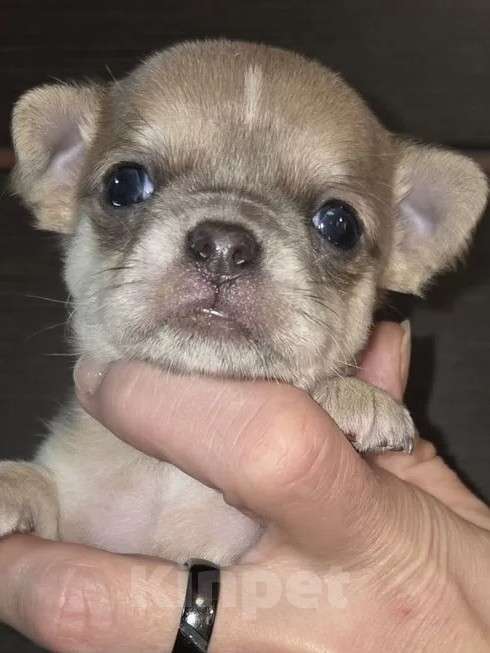 Собаки в других городах Московской области: Щенки чихуахуа Голубо палевый мальчик Мальчик, 50 000 руб. - фото 3