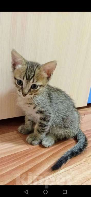 Кошки в Красноярске: Котёнок мальчик Мальчик, Бесплатно - фото 1
