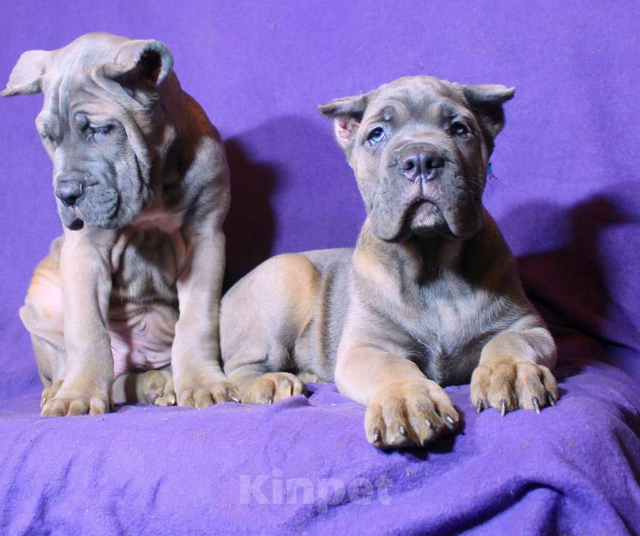 Собаки в других городах Ярославской области: Корсята Девочка, 80 000 руб. - фото 7