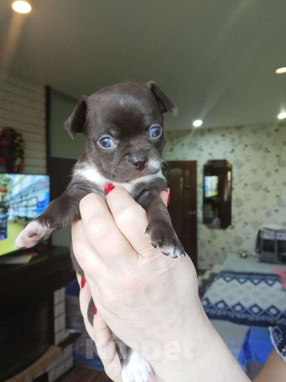 Собаки в Волгограде: Девочка горький шоколад  Девочка, 35 000 руб. - фото 1