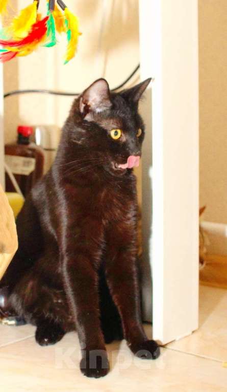 Кошки в Москве: Черный особенный ласковый котик Мальчик, Бесплатно - фото 2