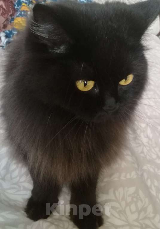 Кошки в Перми: Шотландские котята ,, Шоколадный дым,, Девочка, 1 000 руб. - фото 7