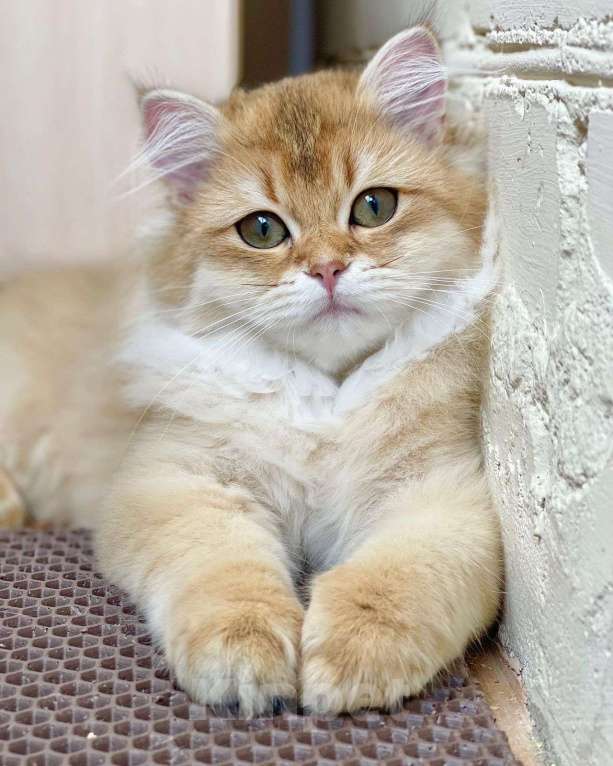 Кошки в Москве: Британские котята  Девочка, 60 000 руб. - фото 1