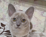 Кошки в Ступино: Бурманские котята Девочка, 35 000 руб. - фото 2