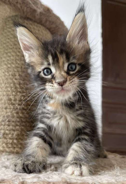 Кошки в Санкт-Петербурге: Малышка Рея Девочка, 40 000 руб. - фото 3