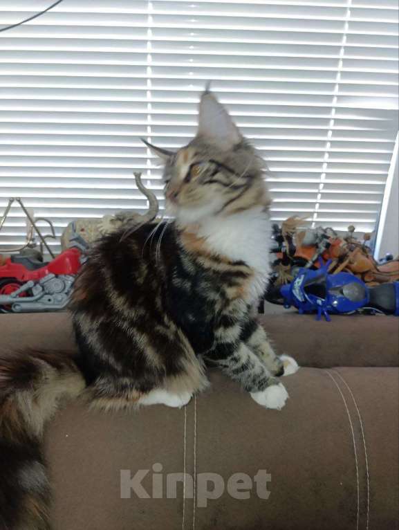 Кошки в Симферополе: Кошечки мейн-кун Девочка, 20 000 руб. - фото 3