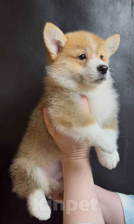 Собаки в Москве: Шикарный мальчик вельш корги пемброк  Мальчик, 60 000 руб. - фото 2