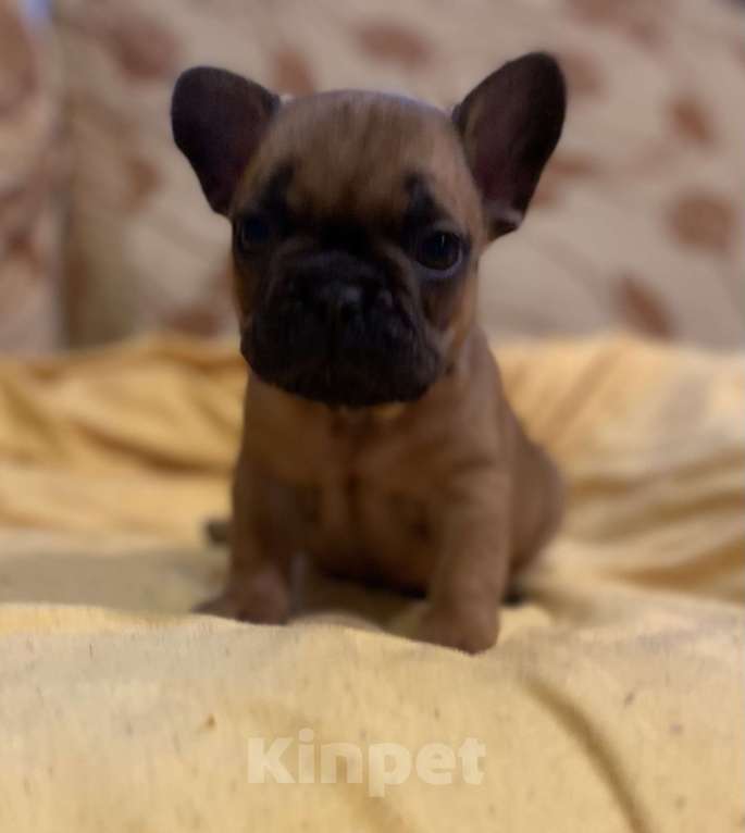 Собаки в Санкт-Петербурге: Отличный мальчик французик Мальчик, 40 000 руб. - фото 1