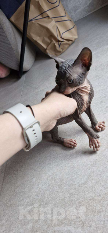 Кошки в Владивостоке: Канадский сфинкс, котенок Мальчик, Бесплатно - фото 4