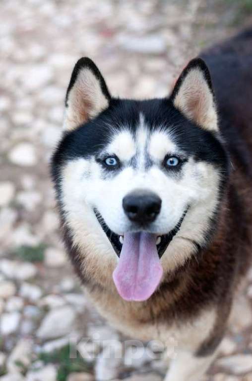 Собаки в Москве: Шикарный молодой голубоглазый хаски Хальс в добрые руки Мальчик, Бесплатно - фото 3