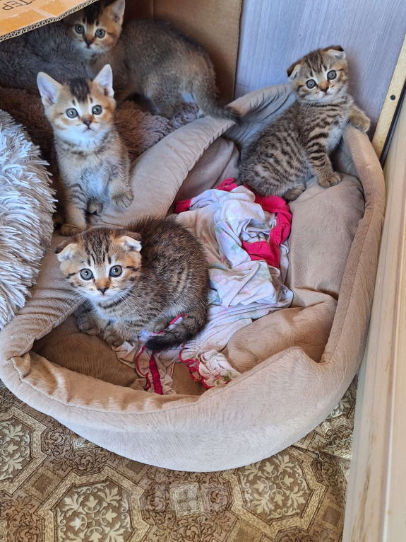 Кошки в Воронеже: Котята шотладской породы окрас золотая шиншилла Разнополые, 6 500 руб. - фото 1