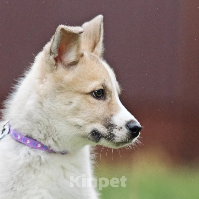 Собаки в Лосином-Петровском: Эдвин якутенок  Мальчик, Бесплатно - фото 3