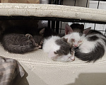 Кошки в Кемерово: Котята Разнополые, Бесплатно - фото 1