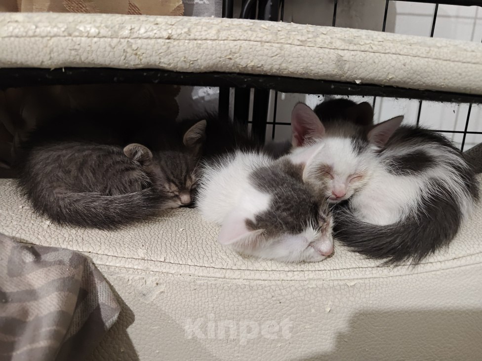 Кошки в Кемерово: Котята Разнополые, Бесплатно - фото 1