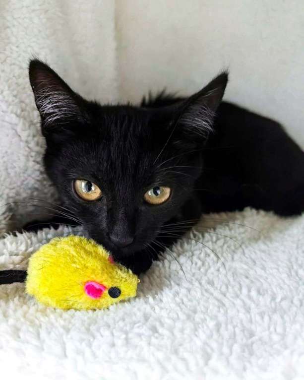 Кошки в Москве: Манюня ищет дом! Девочка, Бесплатно - фото 2