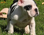 Собаки в других городах Московской области: Английский бульдог девочка Девочка, 70 000 руб. - фото 2