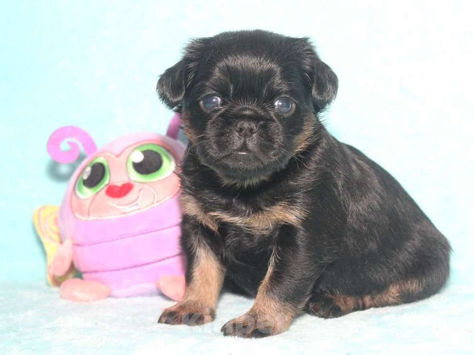 Собаки в Санкт-Петербурге: Маленькая принцесса Девочка, 80 000 руб. - фото 2