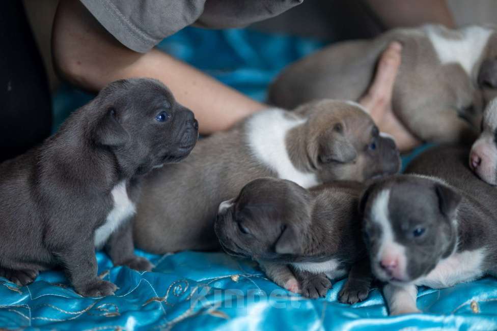 Собаки в Воронеже: Американский булли щенки Мальчик, 150 000 руб. - фото 3
